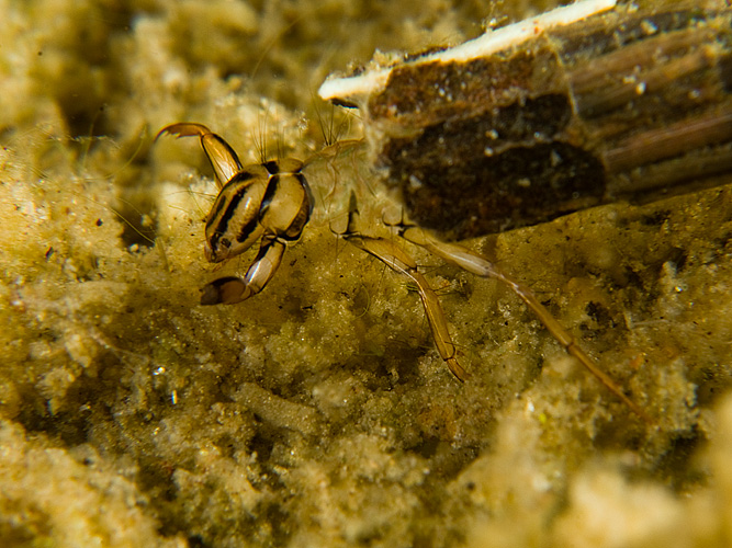 Insect 1